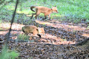 Red Foxes